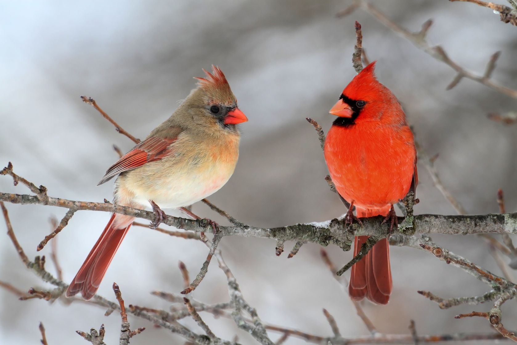 TBM 1712.03 DDOPAdvent01 The Coming of the Cardinals The Bathtub