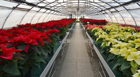 Poinsettias