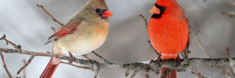 Cardinals