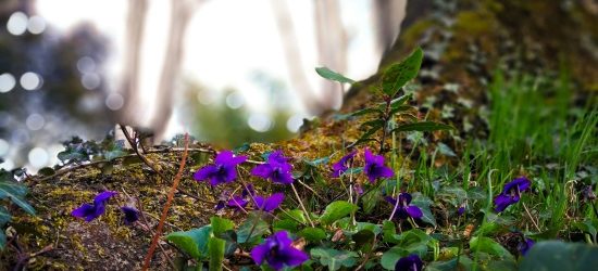 Violets by ernesto bruschi